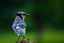 Bluejay On A Post.