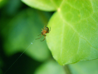 A small spider sits on a web in green leaves