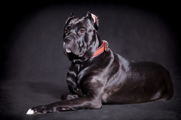 big beautiful black dog breed italian cane corso on a black background