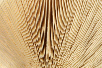 abstract nature background homogeneous mushroom plates, close-up. fungus texture closeup background.