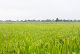 Fototapeta Krajobraz - Field rice green