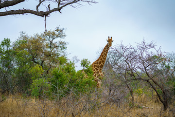 giraffes in kruger national park, mpumalanga, south africa 2