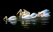 Close-up of the white pelicans floating on the surface of dark water