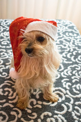  close-up of an adorable yorkshire terrier with a red christmas hot