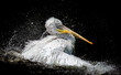 Brown Pelican Pelecanus occidentalis shaking water off feathers with flapping wings, drops of water glittering.