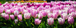 One of the world's largest flower gardens in Lisse, the Netherlands. Close up of blooming flowerbeds of pink tulips