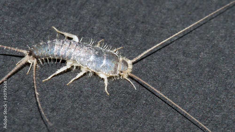 The common long tailed silverfish, Ctenolepisma longicaudata, also ...