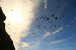 aves volando vistas desde abajo con el cielo azul y nubes