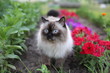 Fluffy siamese cat with blue eyes  walking in the garden on a sunny day