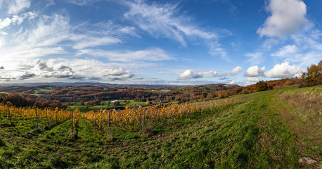 Poster - Donzenac (Corrèze, France) - Vignoble en automne