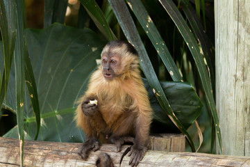 Baby nail monkey cub eating banana