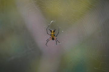 Spider