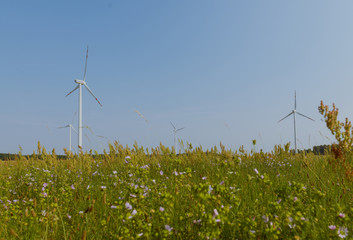 Wall Mural - Windturbine at sunny day