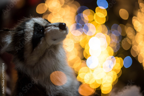 Cuadros en Lienzo Raccoon sits in front of the Christmas tree and garlands