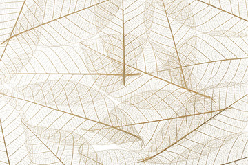 Background from skeletonized leaves isolated on white