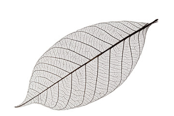 single skeleton leaf isolated on white background