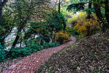 Autumnal Path In A Park