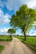 Dirt Track Leading Through The Green Fields Of The IJssel Valley Edge With Veluwe With Trees In Green Landscape Near Loenen (The Netherlands)