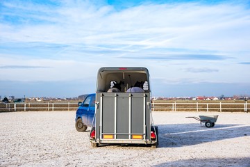 Wall Mural -  Horse transportation van , equestrian sport