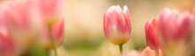 Nature Of Tulip Flower In Garden Using As Cover Page Background Natural Flora Wallpaper Or Template Brochure Landing Page Design