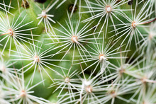 Close Up Of A Green Cactus