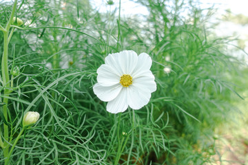 white cosmos with yellow pollen in garden