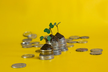 money and coins piled up and on top of it were sprouts from isolated plants on a yellow background