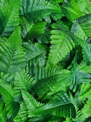  green leaves of fern