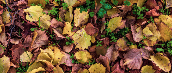 colorful fallen leaves of hazel tree in December view from above natural pattern full frame