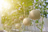 Fototapeta  - Fresh melons or green melons or cantaloupe melons plants growing in greenhouse supported by string melon nets on the farm with soft setting sun and selective focus