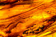 Amber In Sun With Inclusions On A White Empty Background