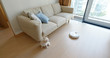 © leungchopan - Pomeranian Dog sit on floor at home with robotic vacuum cleaner slides across the room