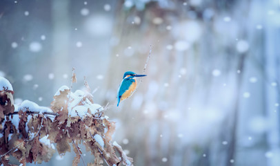 beautiful nature scene with common kingfisher alcedo atthis. wildlife shot of kingfisher on the bran