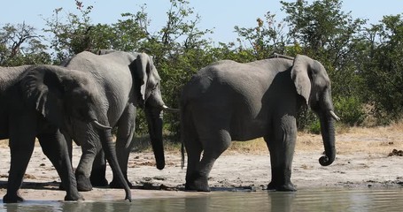 Wall Mural - majestic african elephant on waterhole, in natural habitat in moremi game reserve, botswana safari w