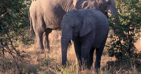 Wall Mural - cute baby of african elephant feeding on grass in natural habitat in moremi game reserve, botswana s