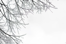 Tree Branch Brown In Snow On White Background