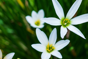 White flowers filled with green leaves as a background