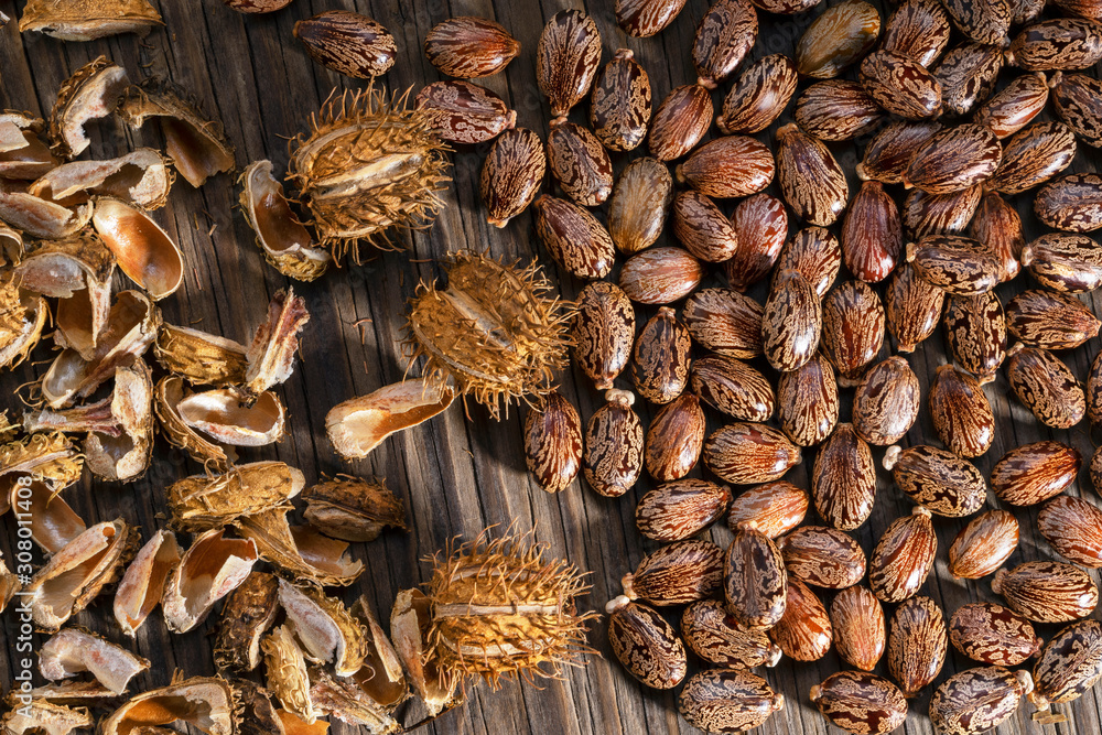 Castor oil seeds, dry whole capsules and husks from castor oil capsules on  a wooden surface. Ricinus communis, the castor bean or castor oil plant.  Top view. Stock Photo | Adobe Stock
