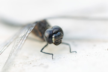 fly on a flower