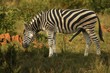 The plains zebra (Equus quagga, formerly Equus burchellii) mail with erection and green background.