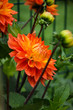 Orange flower in the garden.
