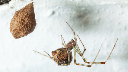 Sticker - Egg sac and stand guard spider