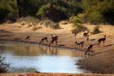 Fototapeta Sawanna - Afrikanische Antilope in der Savanne von Namibia