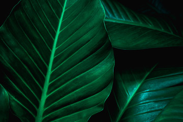 leaves of Spathiphyllum cannifolium, abstract green texture, nature background, tropical leaf