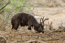 Nyala, Male, Tragelaphus Angasii, Parc National Kruger, Afrique Du Sud