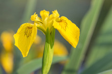 Blooming Plant Of Yellow Flag (Iris Pseudacorus) Near The River. Macrophotography Of A Wild Flower (Iris Pseudacorus). 