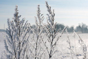 Wall Mural - Hoarfrost on dry grass in winter time.