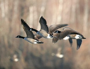 Wall Mural - Canada geese migrating in the Fall of the year