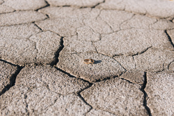 Wedding rings on a background of cracked earth