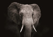 Leinwandbild Motiv Close up of an elephant head